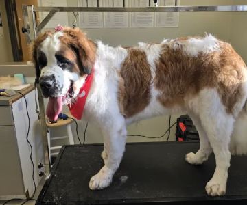 Boulevard Veterinary Care