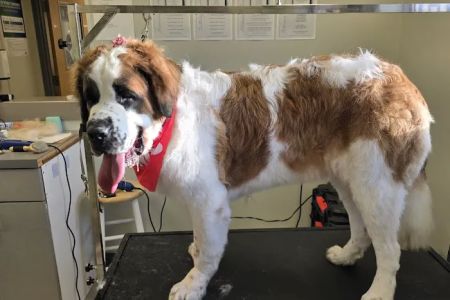 Boulevard Veterinary Care