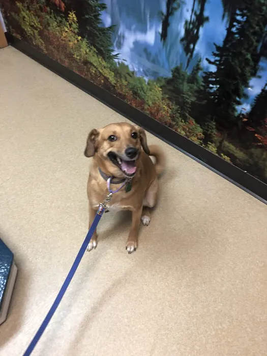 All Pets Dental Care & Oral Surgery 12