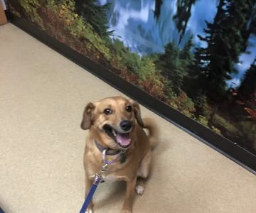 All Pets Dental Care & Oral Surgery
