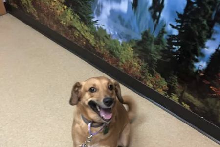 All Pets Dental Care & Oral Surgery