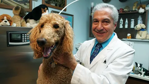 All Pets Dental Care & Oral Surgery 12