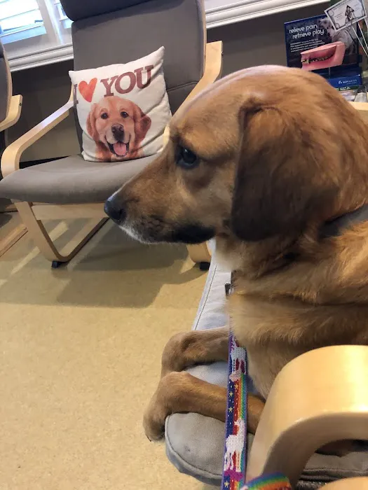 All Pets Dental Care & Oral Surgery 12