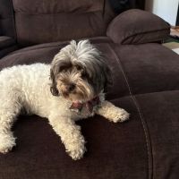 Animal Hospital of Mt. Pocono ico