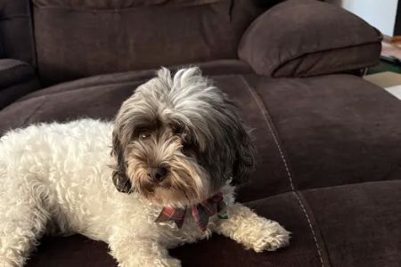 Animal Hospital of Mt. Pocono