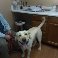Justus Veterinary Clinic ico
