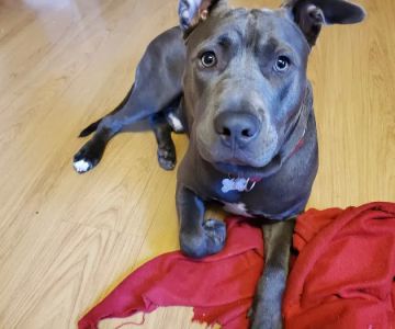 Abington Veterinary Center