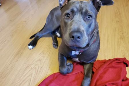 Abington Veterinary Center