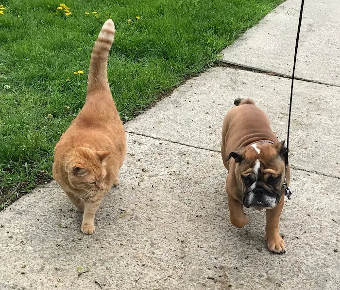 Abington Veterinary Center 6