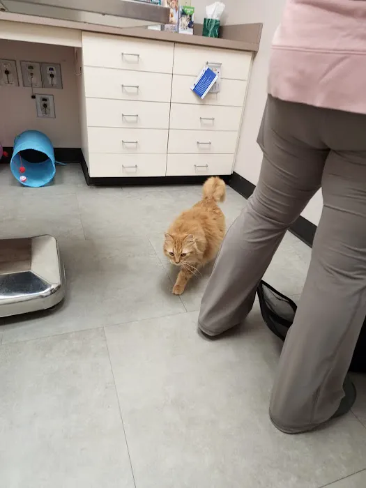 Vethouse Pet Care 12
