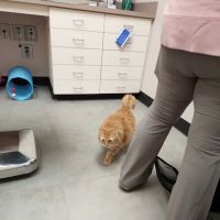 Vethouse Pet Care ico
