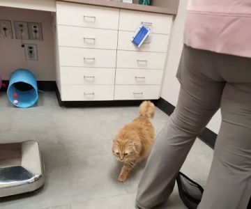 Vethouse Pet Care