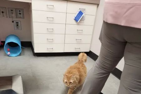 Vethouse Pet Care