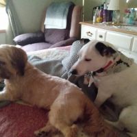 Scranton Animal Hospital ico