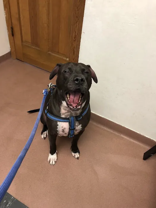Scranton Animal Hospital 12