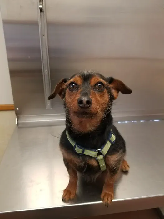 Scranton Animal Hospital 12