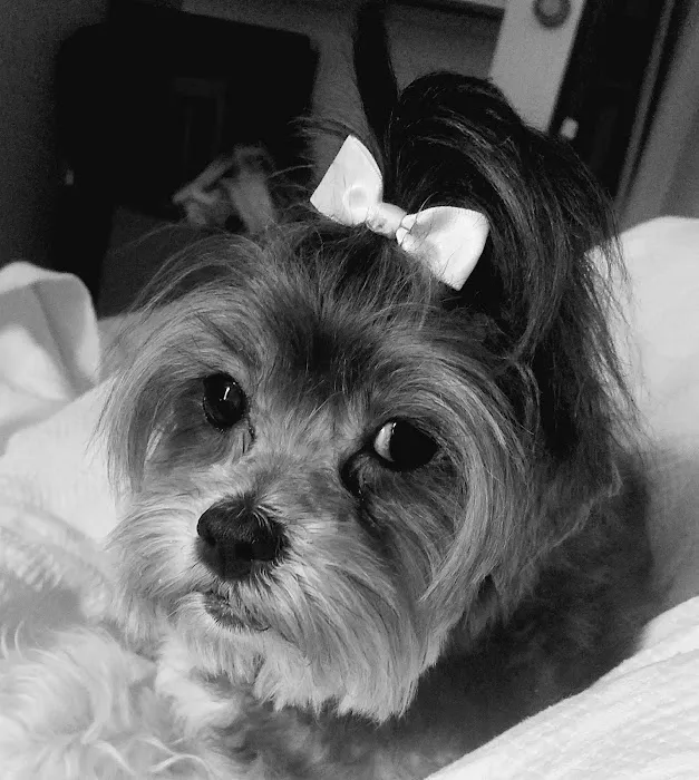 Dr Paws Inc 12