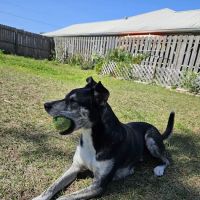 Port St. John Veterinary Hospital ico