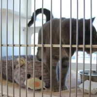 Adams Farm Animal Hospital, P.A. ico