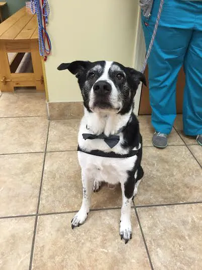 Adams Farm Animal Hospital, P.A. 3