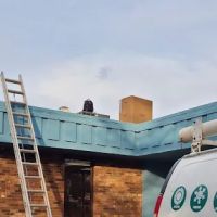 Southside Animal Hospital/Dennis D. Emerson Dvm,Ms ico