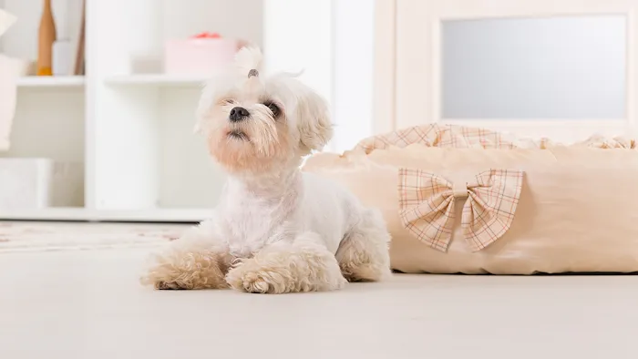 Southside Animal Hospital 8