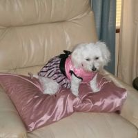 Southside Animal Hospital ico