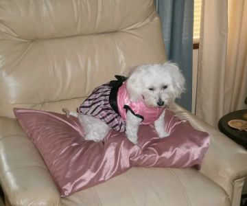 Southside Animal Hospital