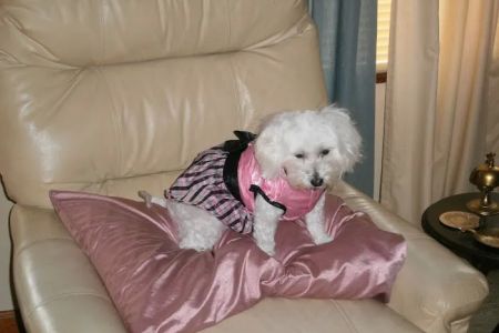 Southside Animal Hospital
