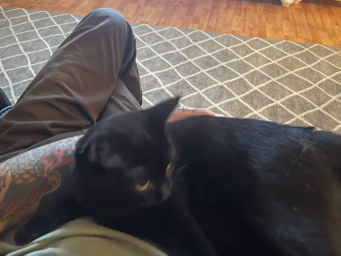 Companion Animal Veterinary Services, Inc. 2
