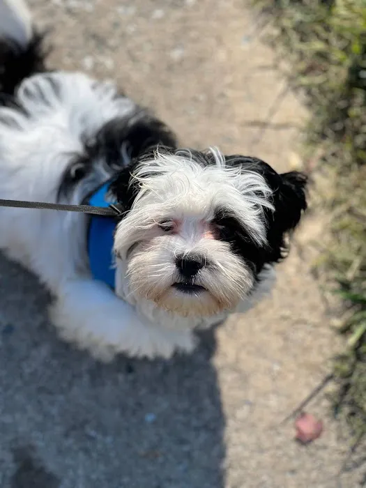 Companion Animal Veterinary Services, Inc. 3