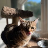 Companion Animal Veterinary Services, Inc. ico