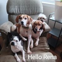 Banfield Pet Hospital ico