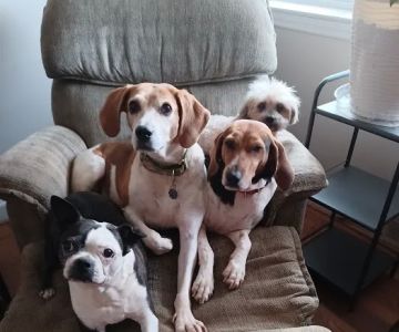 Banfield Pet Hospital