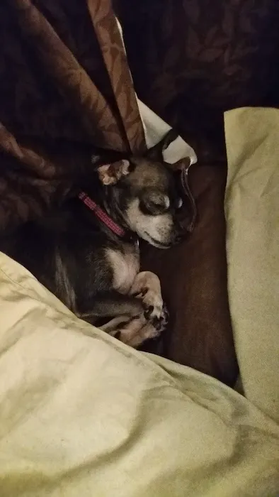 Banfield Pet Hospital 5