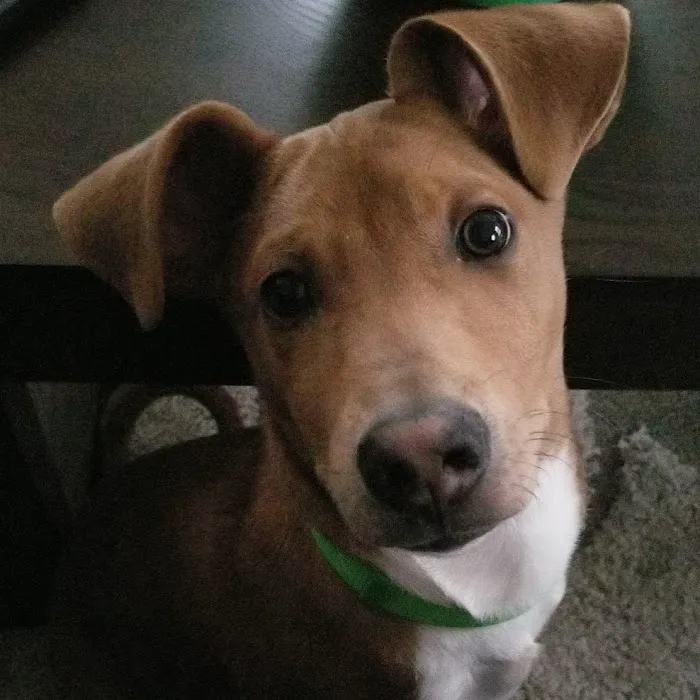 Ard-Vista Animal Hospital: Gessner Matthew DVM 2