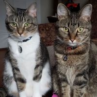 Ard-Vista Animal Hospital ico