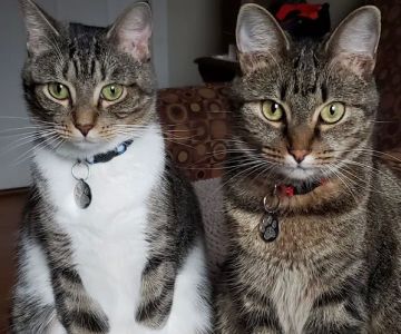 Ard-Vista Animal Hospital