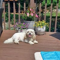 Skeet Club Veterinary Hospital ico