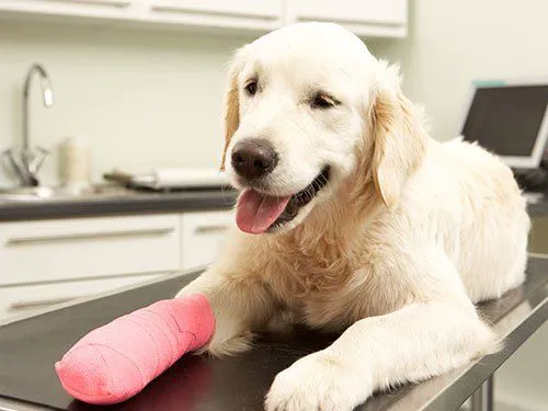 Deep River Veterinary Hospital 1