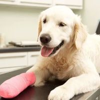 Deep River Veterinary Hospital ico