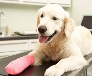 Deep River Veterinary Hospital