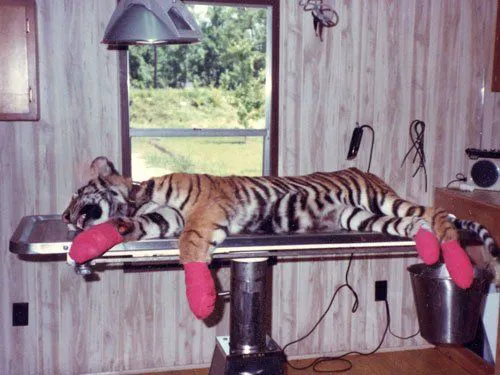 Deep River Veterinary Hospital 8