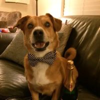 James Landing Veterinary Hospital ico