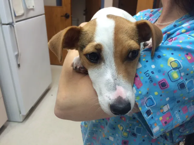 James Landing Veterinary Hospital 2
