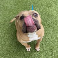 Union Cross Animal Hospital ico