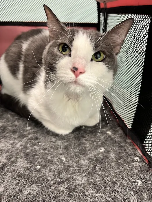 Kernersville Veterinary Hospital 6