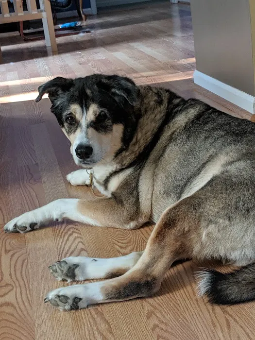 Kernersville Veterinary Hospital 1