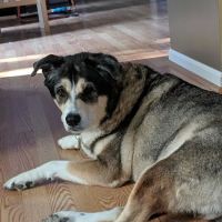 Kernersville Veterinary Hospital ico
