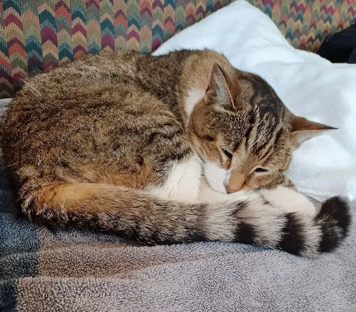 Kernersville Veterinary Hospital 7